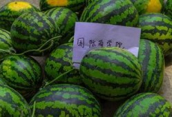 吃瓜发的句子,揭秘网络热句背后的故事