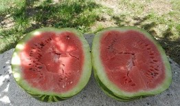 梦见情人给瓜吃,情人馈赠的浪漫寓意