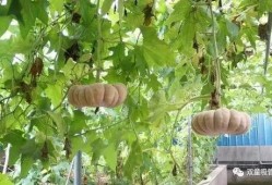 落星吃瓜,揭秘神秘星食瓜背后的宇宙奥秘