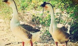 鹅吃大瓜,鹅戏瓜间乐逍遥