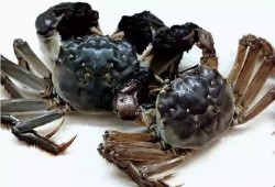 小螃蟹是吃瓜,小螃蟹的瓜田奇遇记