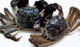 小螃蟹是吃瓜,小螃蟹的瓜田奇遇记