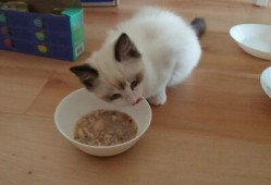 布偶可以吃蜜瓜,美味与健康的完美结合