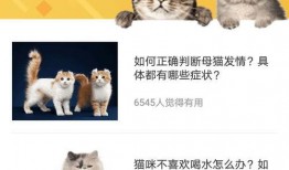 带你吃瓜猫语翻译,带你领略猫界“吃瓜”风云