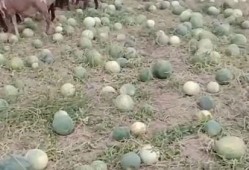 羊吃的瓜,田园风光尽收眼底