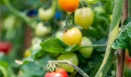 梅老板吃瓜,揭秘娱乐圈幕后真相