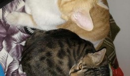 猫咪快乐吃瓜视频,猫咪吃瓜视频萌态十足