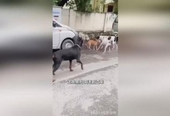 吃瓜小黑狗,揭秘宠物界的“网红”传奇