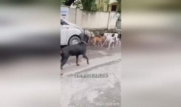 吃瓜小黑狗,揭秘宠物界的“网红”传奇