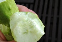 白玉瓜孕妇吃,白玉瓜助力孕妇健康孕育