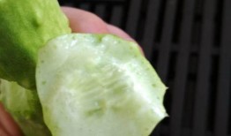 白玉瓜孕妇吃,白玉瓜助力孕妇健康孕育