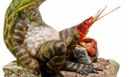 温柔蛙蛙吃瓜团