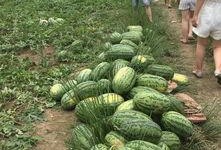 吃瓜车友会,揭秘汽车圈那些事儿