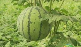 新力吃瓜,揭秘娱乐圈最新热点事件