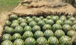 内蒙一中吃瓜,揭秘校园里的“瓜田”风云