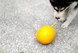 鹿哈吃瓜,揭秘娱乐圈背后的那些事儿